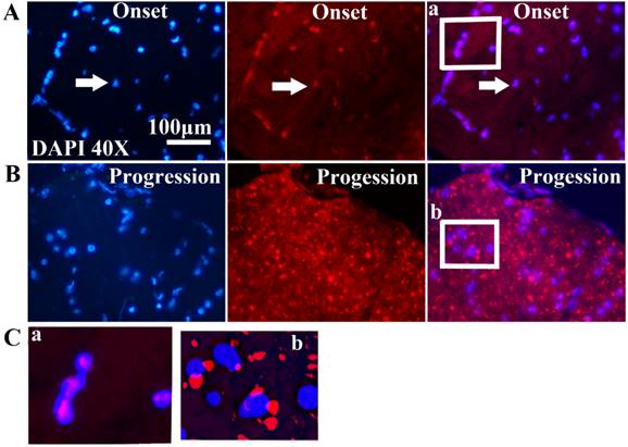 Int J Biol Sci Image