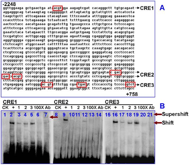 Int J Biol Sci Image