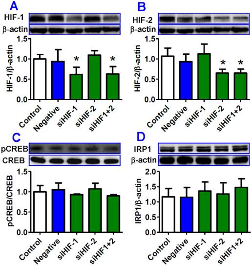 Int J Biol Sci Image