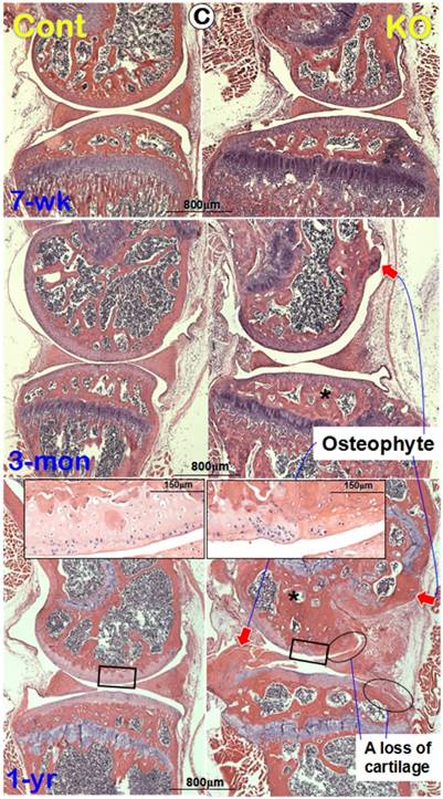 Int J Biol Sci Image