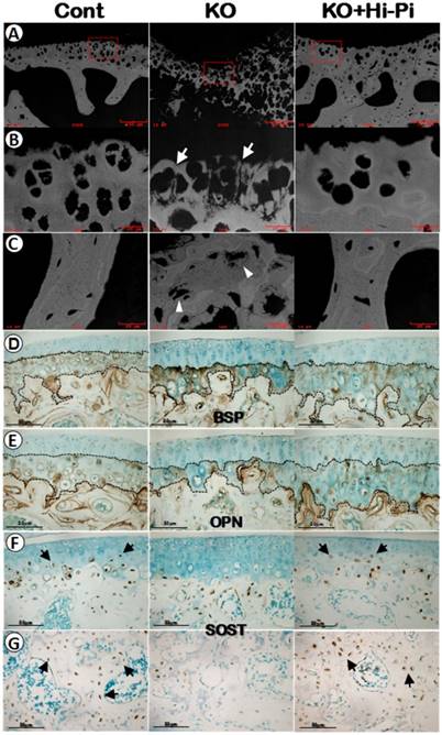 Int J Biol Sci Image