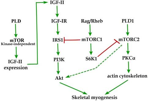 Int J Biol Sci Image