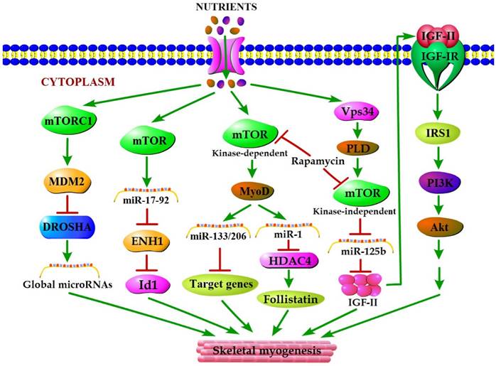 Int J Biol Sci Image