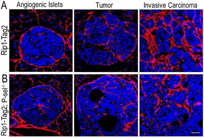 Int J Biol Sci Image