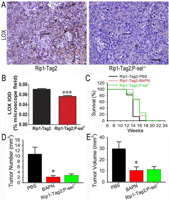 Int J Biol Sci Image