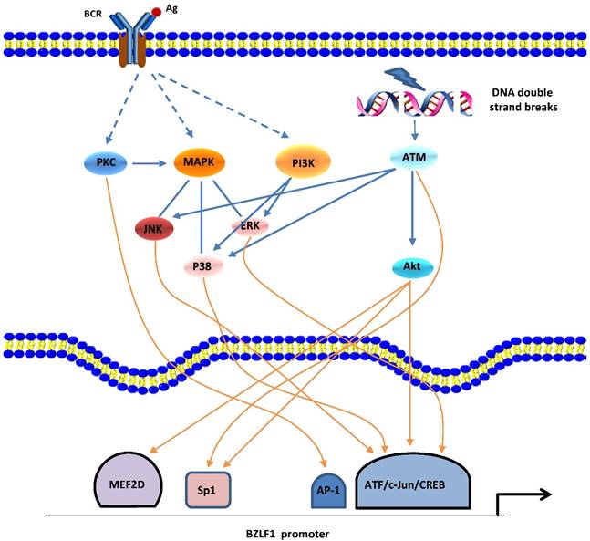 Int J Biol Sci Image