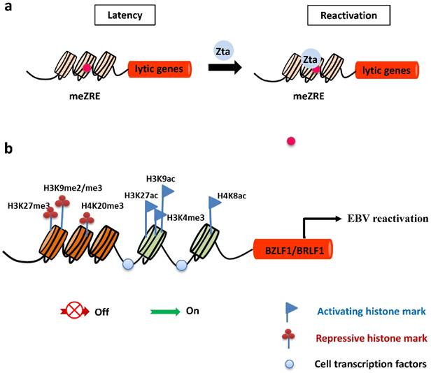 Int J Biol Sci Image