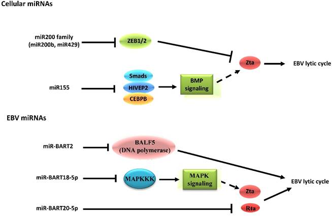 Int J Biol Sci Image