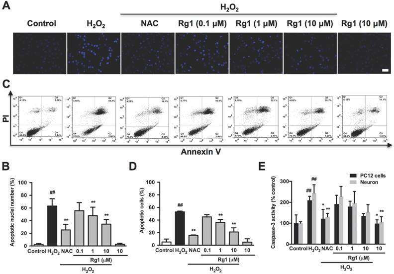 Int J Biol Sci Image