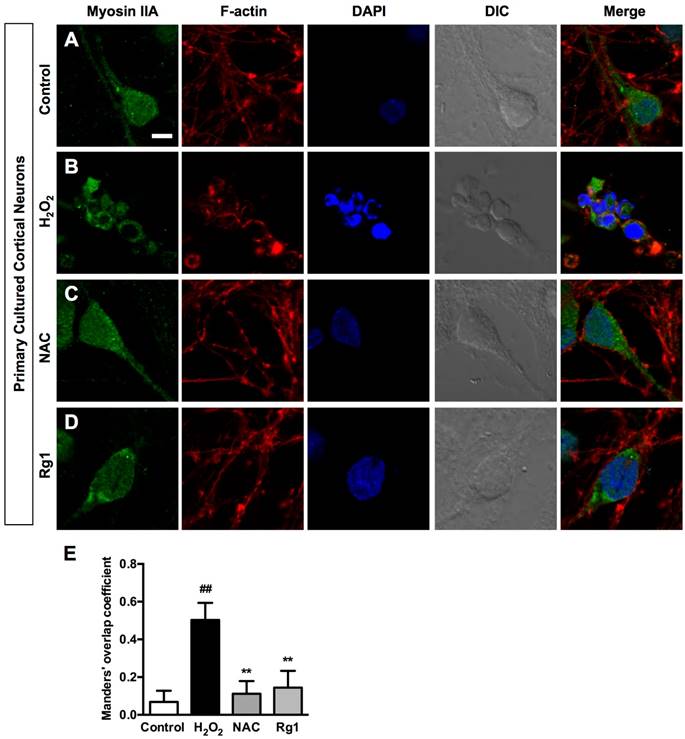 Int J Biol Sci Image