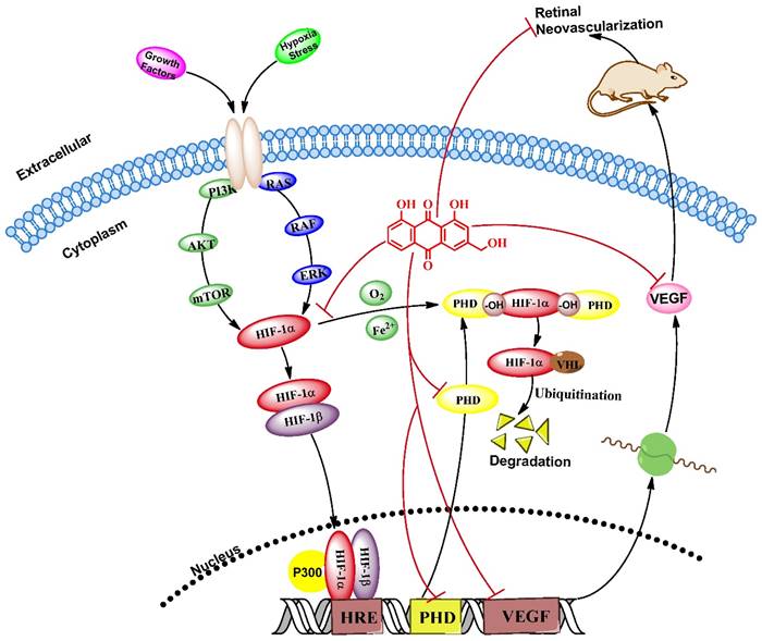 Int J Biol Sci Image