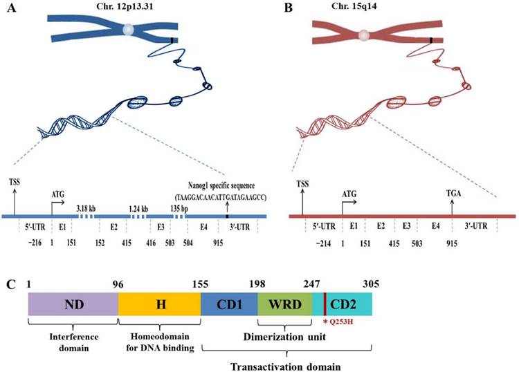 Int J Biol Sci Image