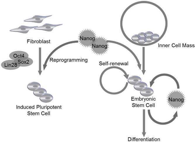 Int J Biol Sci Image