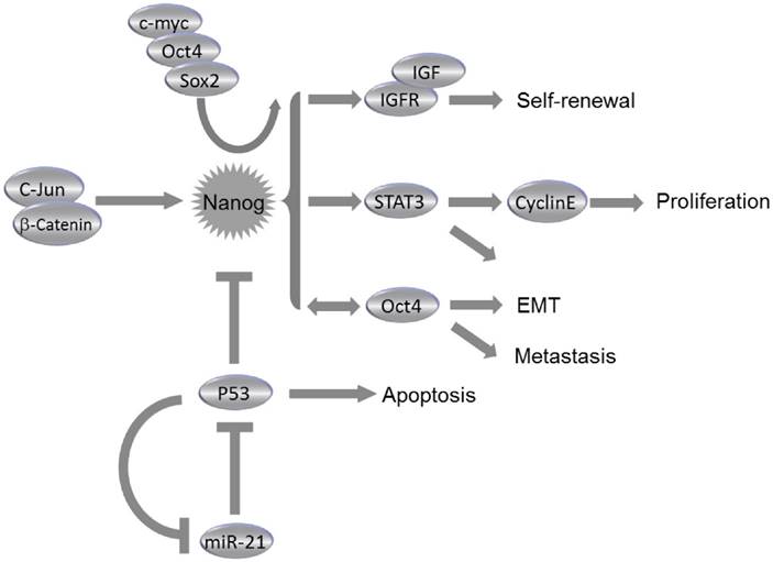 Int J Biol Sci Image