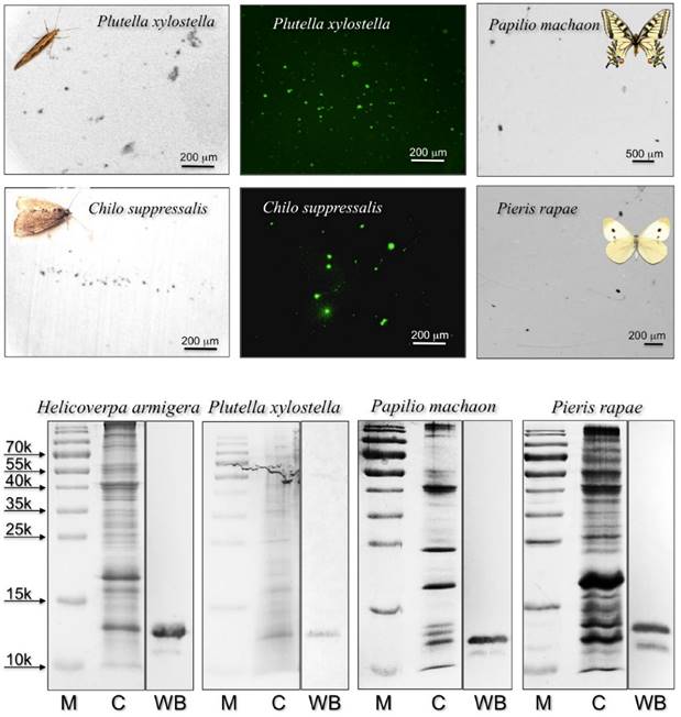 Int J Biol Sci Image