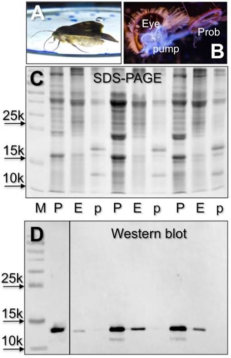 Int J Biol Sci Image