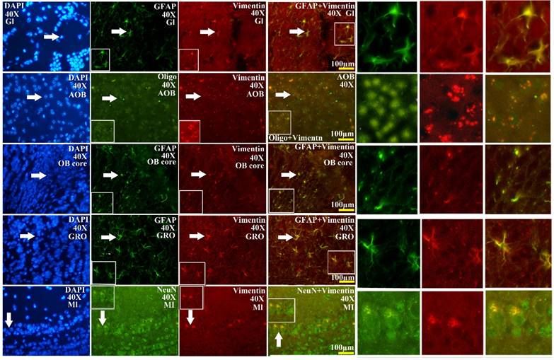 Int J Biol Sci Image