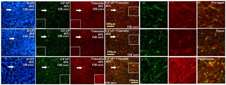 Int J Biol Sci Image