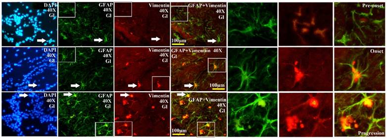 Int J Biol Sci Image