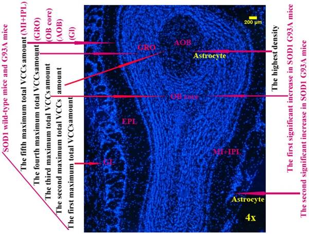 Int J Biol Sci Image