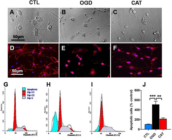 Int J Biol Sci Image