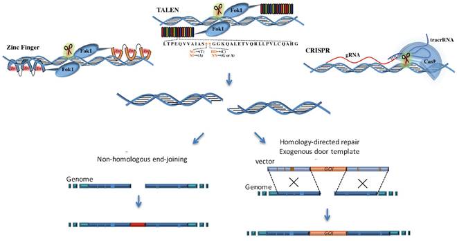 Int J Biol Sci Image