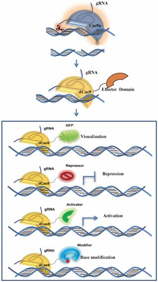 Int J Biol Sci Image