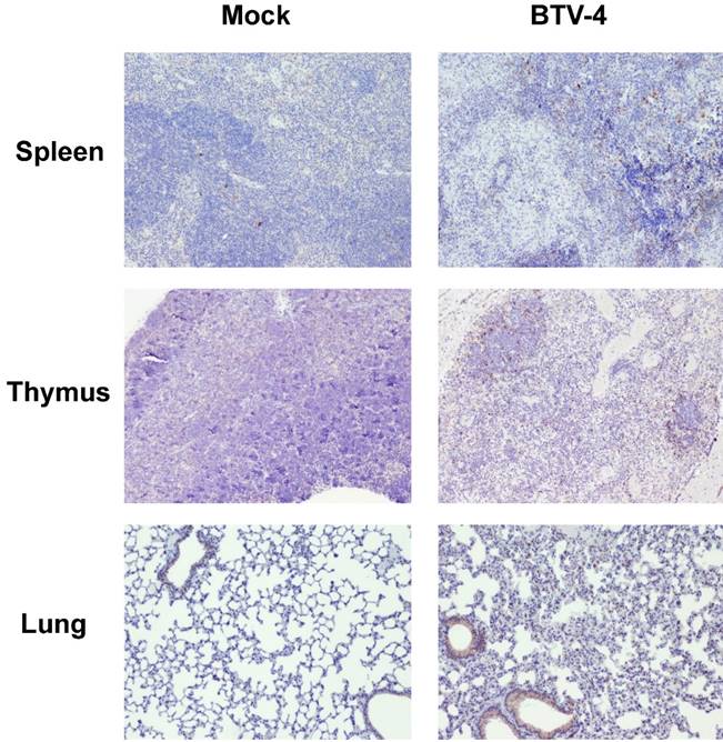 Int J Biol Sci Image