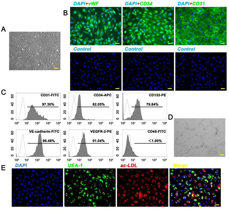 Int J Biol Sci Image