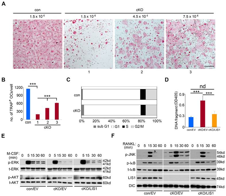 Int J Biol Sci Image