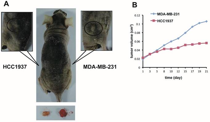 Int J Biol Sci Image