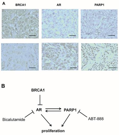 Int J Biol Sci Image