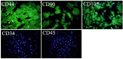 Int J Biol Sci Image