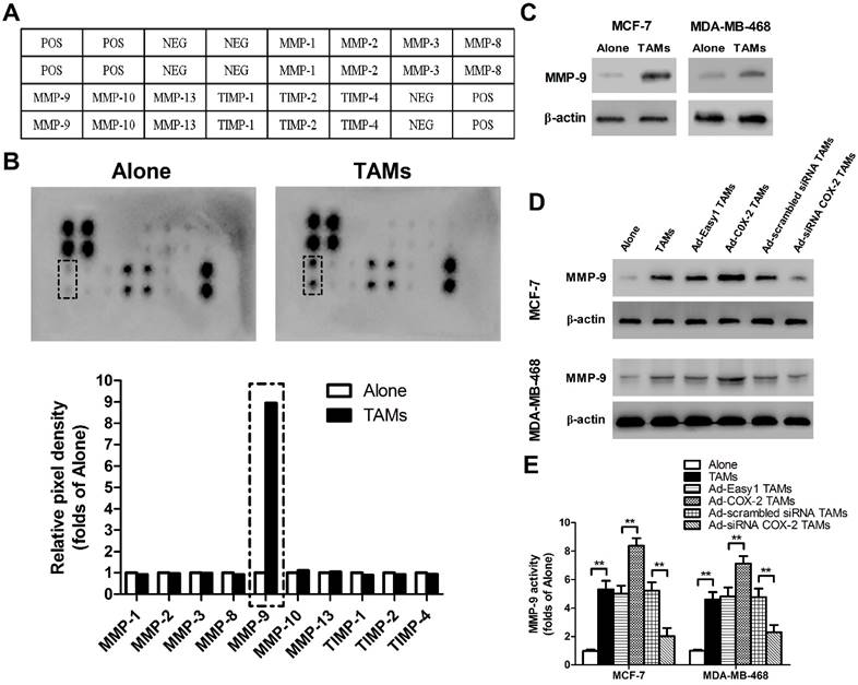 Int J Biol Sci Image