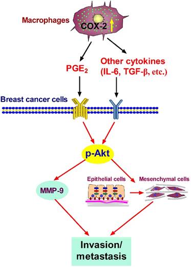 Int J Biol Sci Image