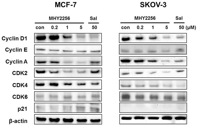 Int J Biol Sci Image