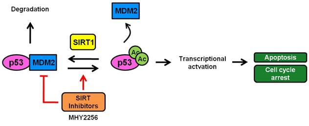 Int J Biol Sci Image