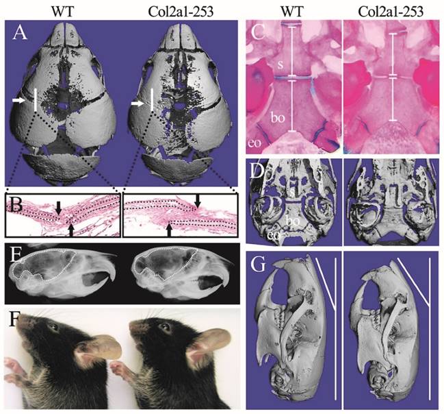 Int J Biol Sci Image