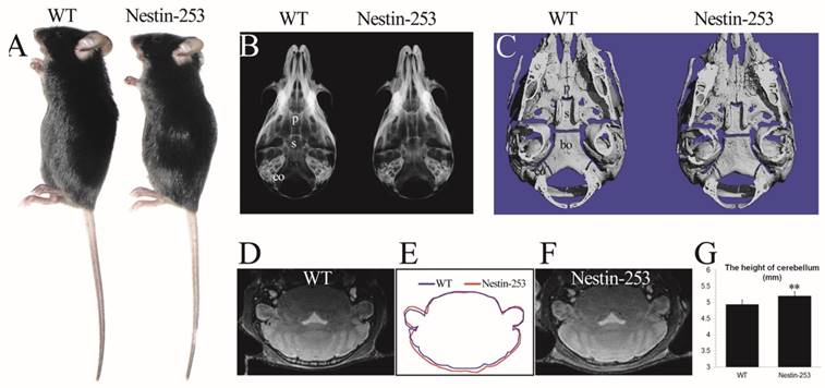 Int J Biol Sci Image