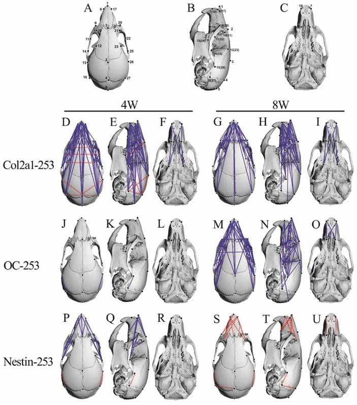 Int J Biol Sci Image