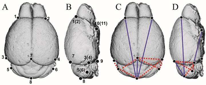 Int J Biol Sci Image