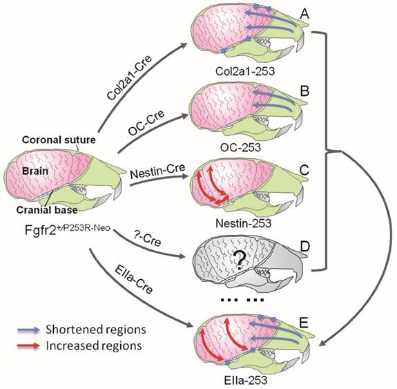 Int J Biol Sci Image