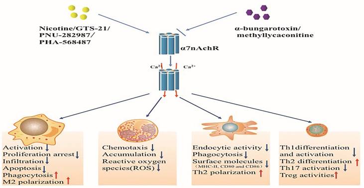 Int J Biol Sci Image