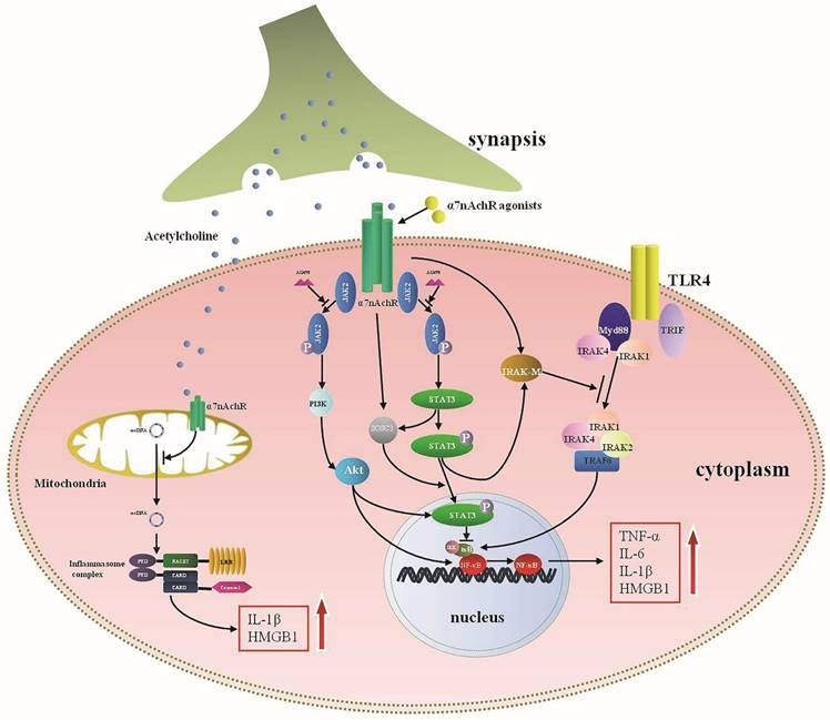 Int J Biol Sci Image