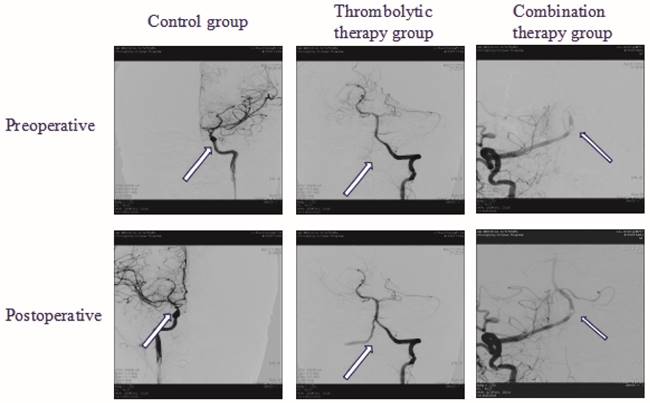 Int J Biol Sci Image