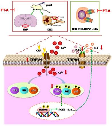 Int J Biol Sci Image