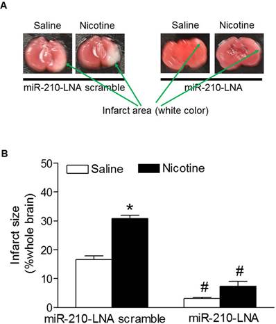 Int J Biol Sci Image