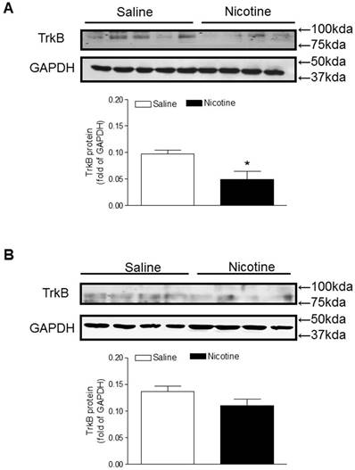 Int J Biol Sci Image