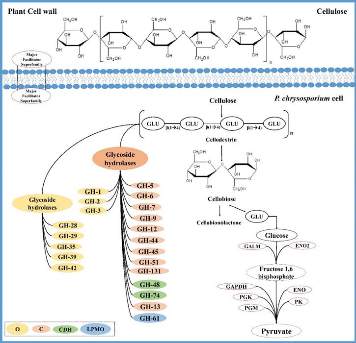 Int J Biol Sci Image