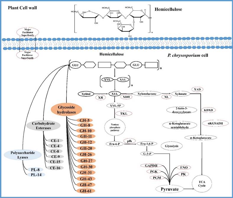 Int J Biol Sci Image